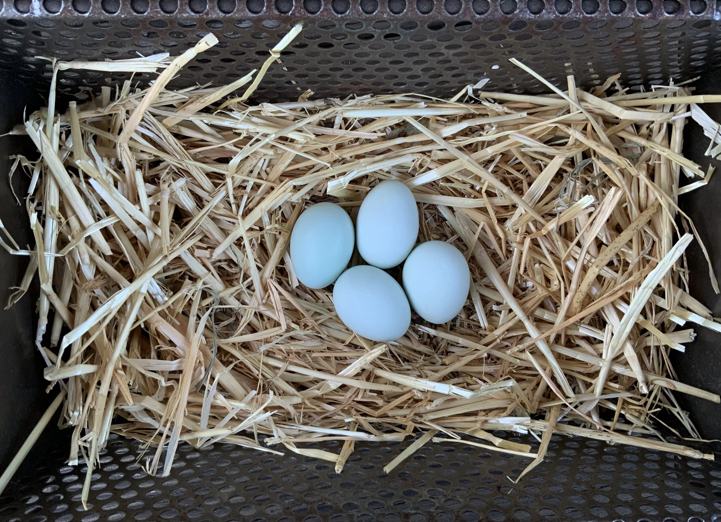 Cream Legbar Hatching Eggs — Hilltop Farms