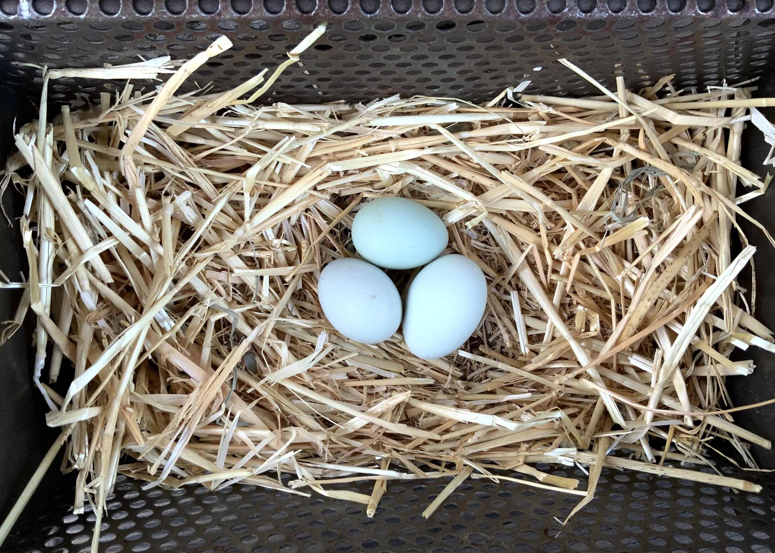 Welbar Hatching Eggs — Hilltop Farms