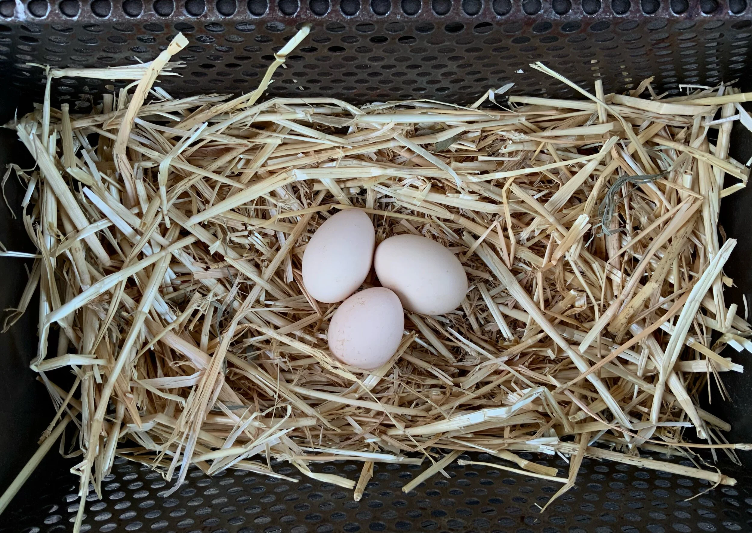 Swedish Flower Hatching Eggs — Hilltop Farms