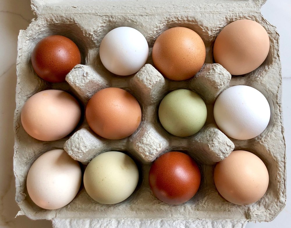 pasta Restringido pastel Rare Breed Rainbow Pack Hatching Eggs — Hilltop Farms
