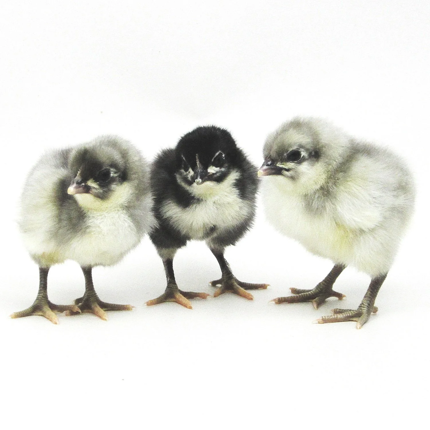 Blue/Black/Splash English Orpington — Hilltop Farms