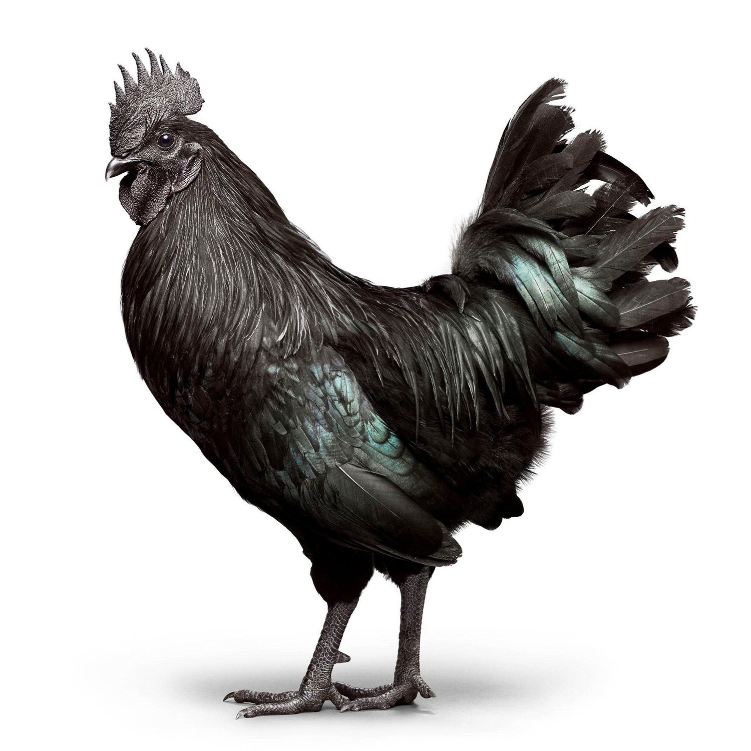 Ayam Cemani Chicks — Hilltop Farms