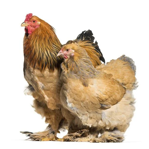 Buff Brahma Rooster Vs Hen: Striking Differences