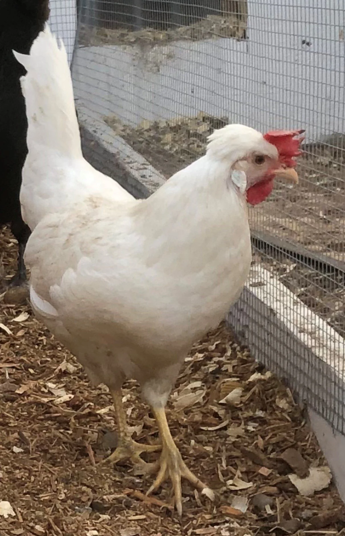 Premier Breeds — HillTop Farms