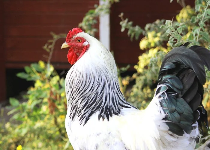 Standard Breeds — Hilltop Farms