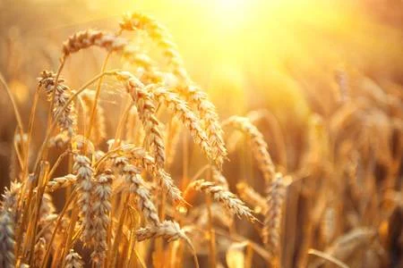 45104906-golden-wheat-field-ears-of-wheat-close-up-beautiful-nature-sunset-landscape-rural-scenery-under-shin.jpg
