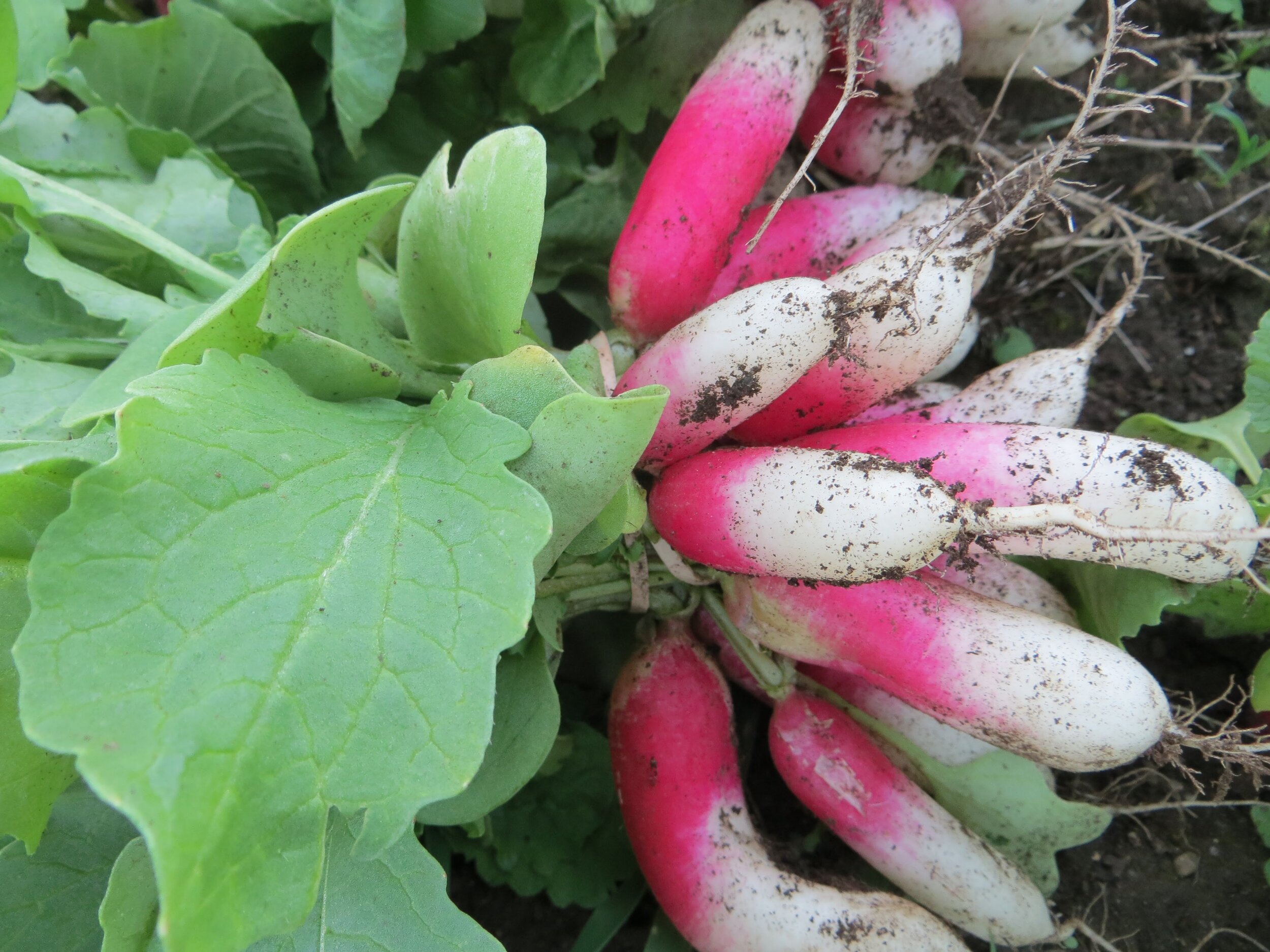 7_Luna Bleu Farm_credit Suzanne Long.jpg