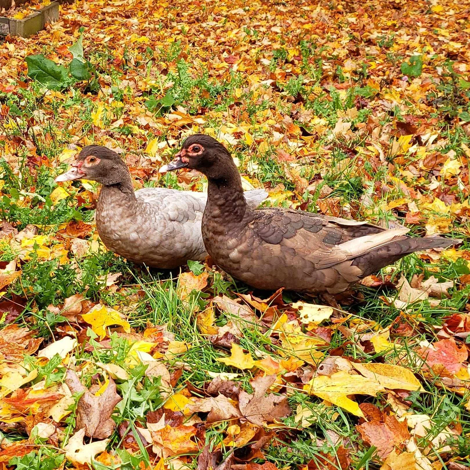 Fall Ducks.jpg