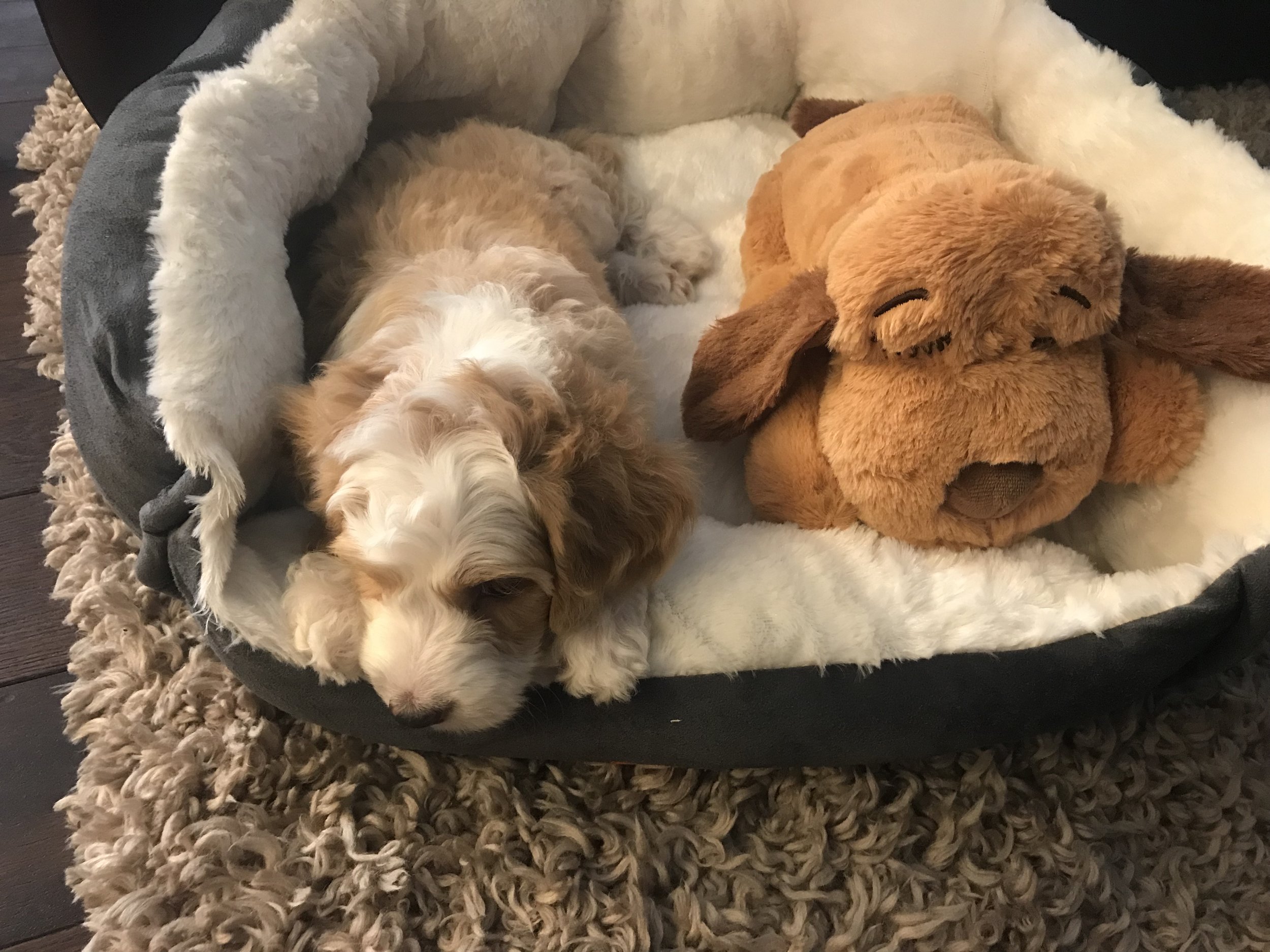 Chase with toy1.jpeg