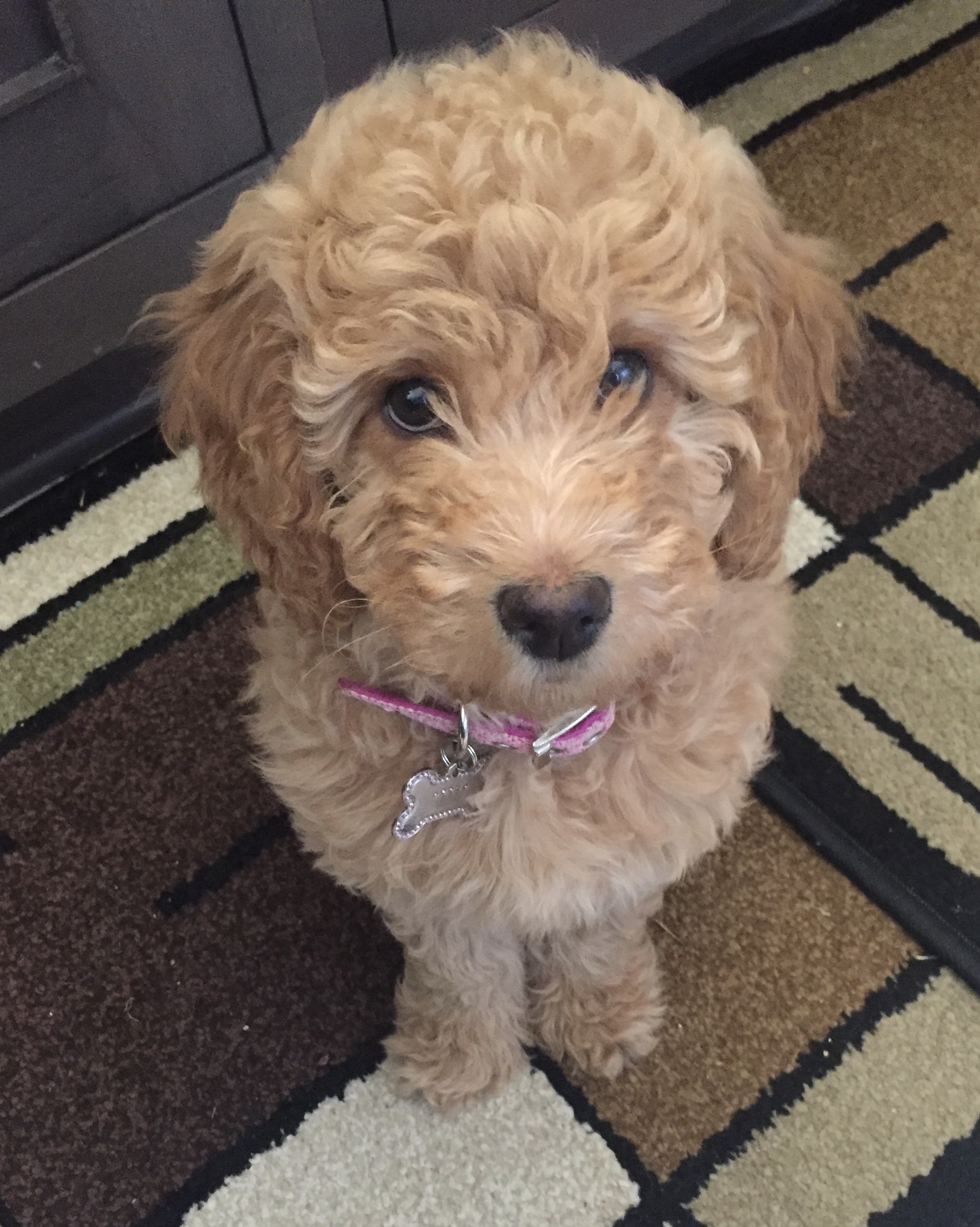 Monarch Australian Labradoodles- Your new friend is here!