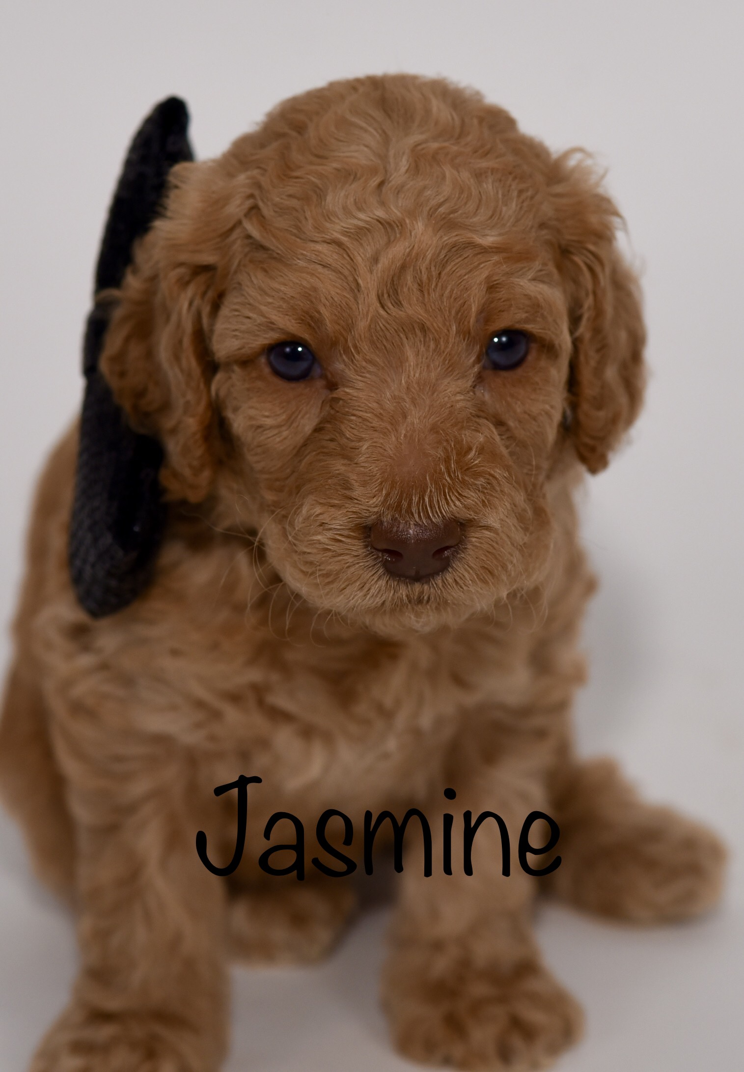 jasmine4weeks.jpg