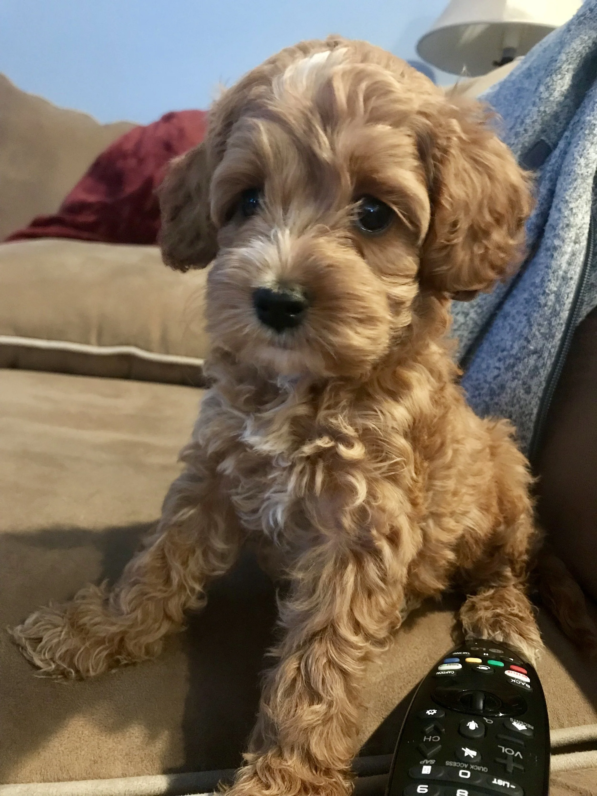 gracieremote.jpg