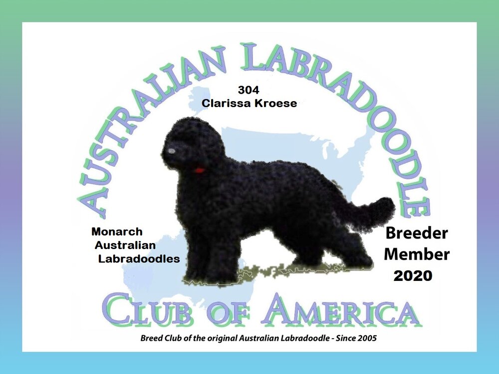 Monarch Australian Labradoodles- Your new friend is here!