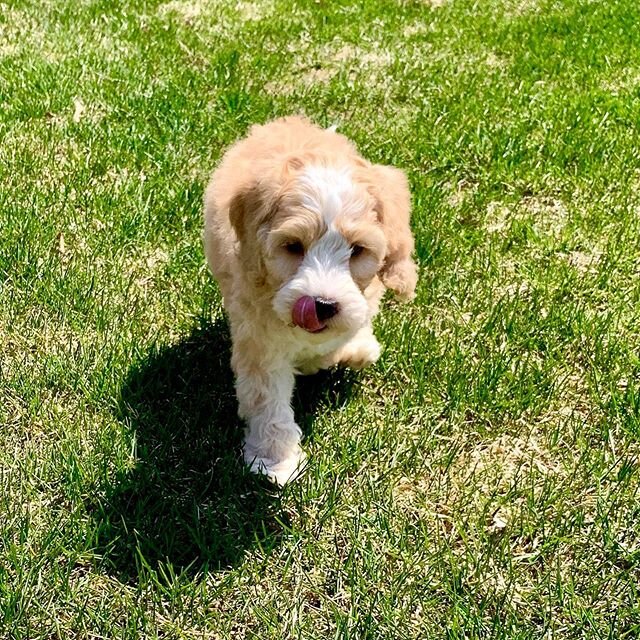 Happy #tongueouttuesday from this handsome boy! ❤️❤️❤️