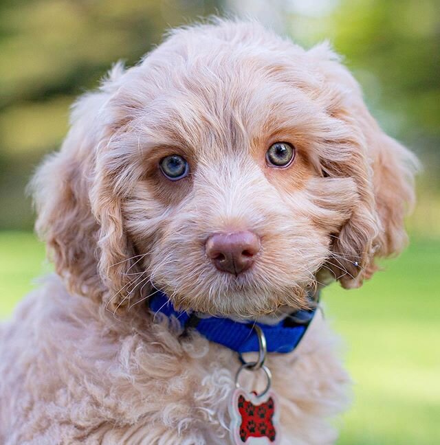 Monarch Australian Labradoodles- Your new friend is here!