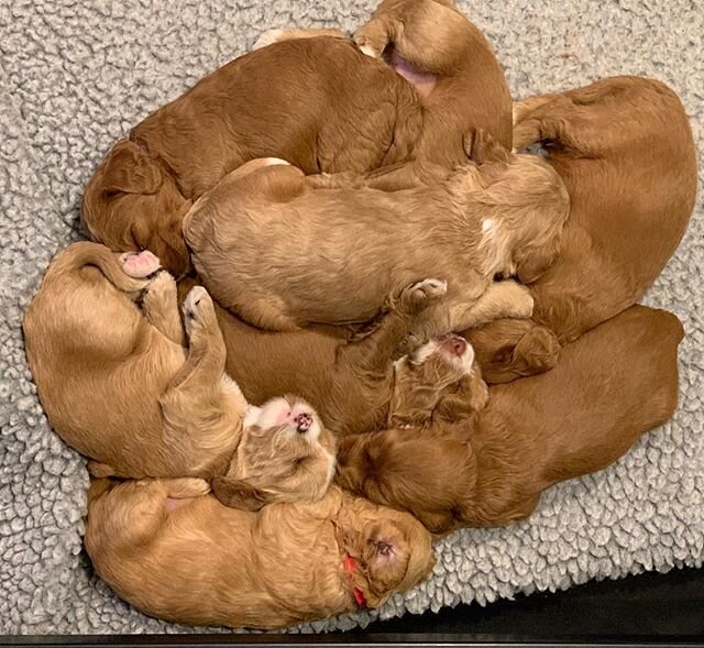 Puppy pile!!! ❤️❤️❤️