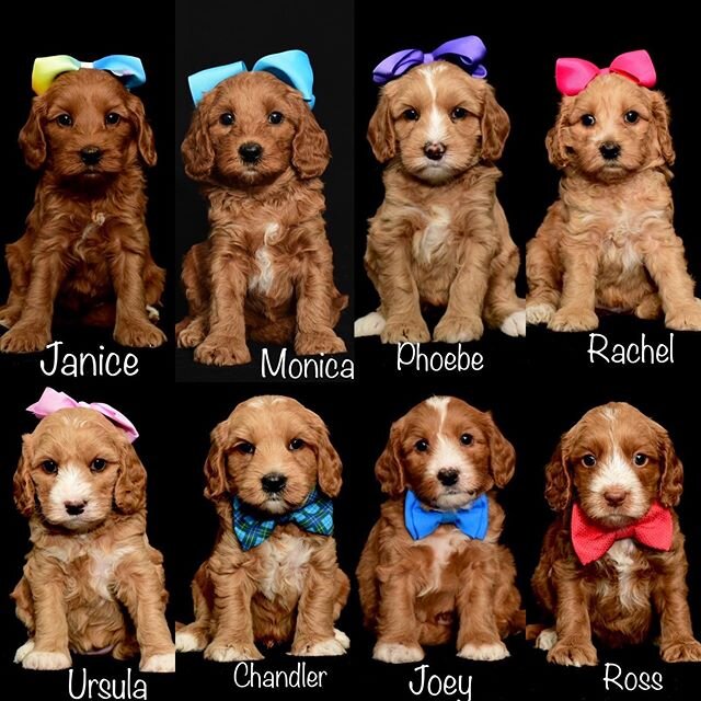 Presley&rsquo;s &ldquo;Friends&rdquo; litter at 5 weeks old. Who is your favorite &ldquo;Friend&rdquo;? ❤️🥰❤️(All puppies are reserved)