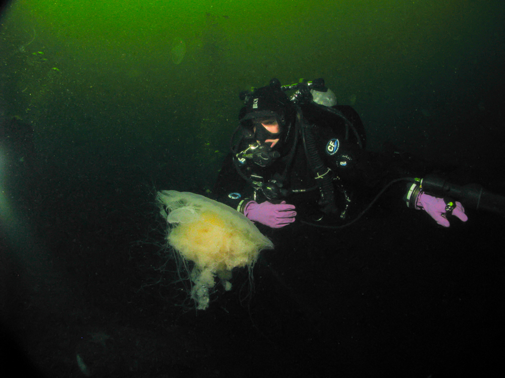 jelly1-1.jpg