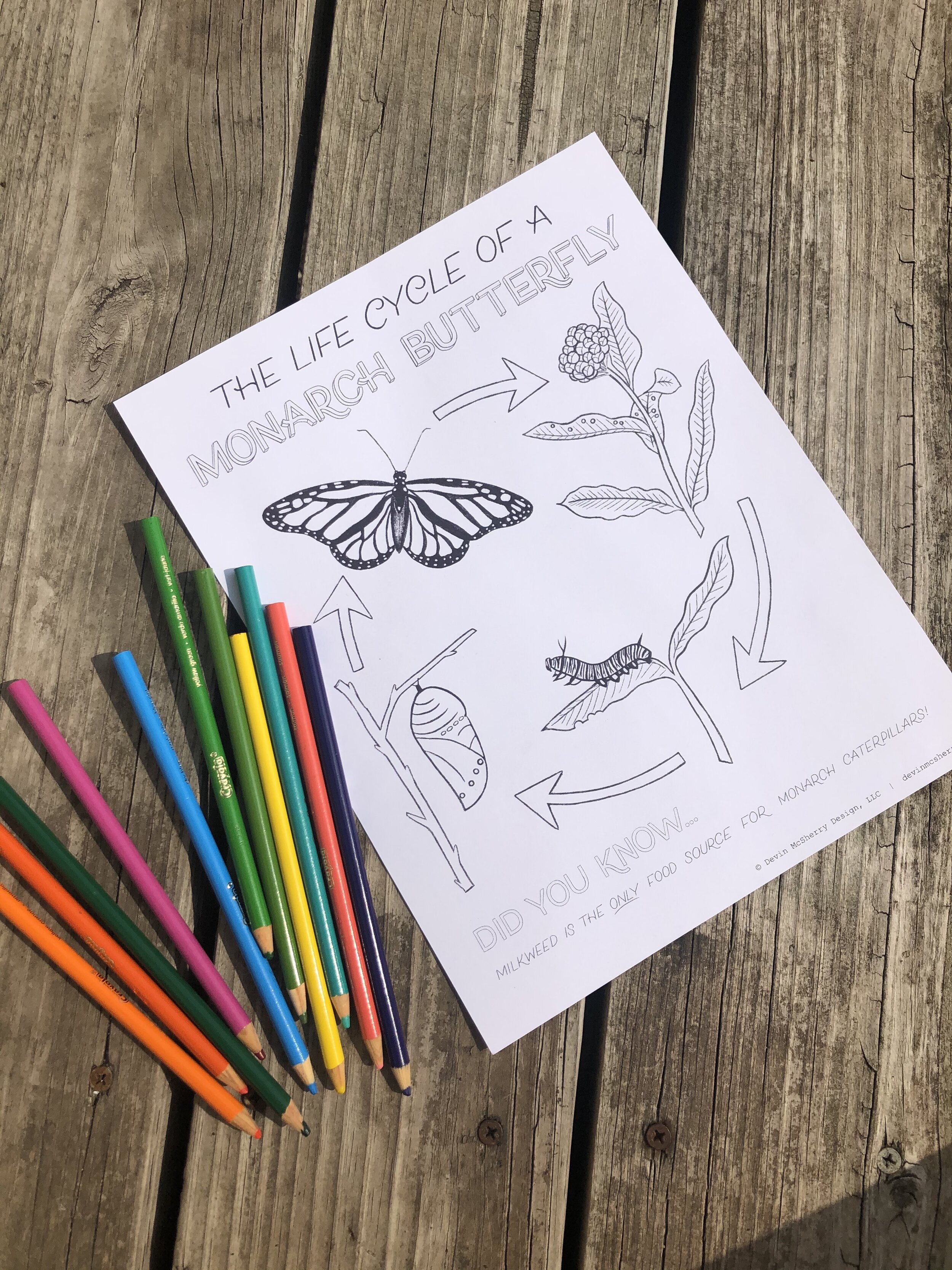 Free Coloring Page: Life Cycle of a Monarch Butterfly!