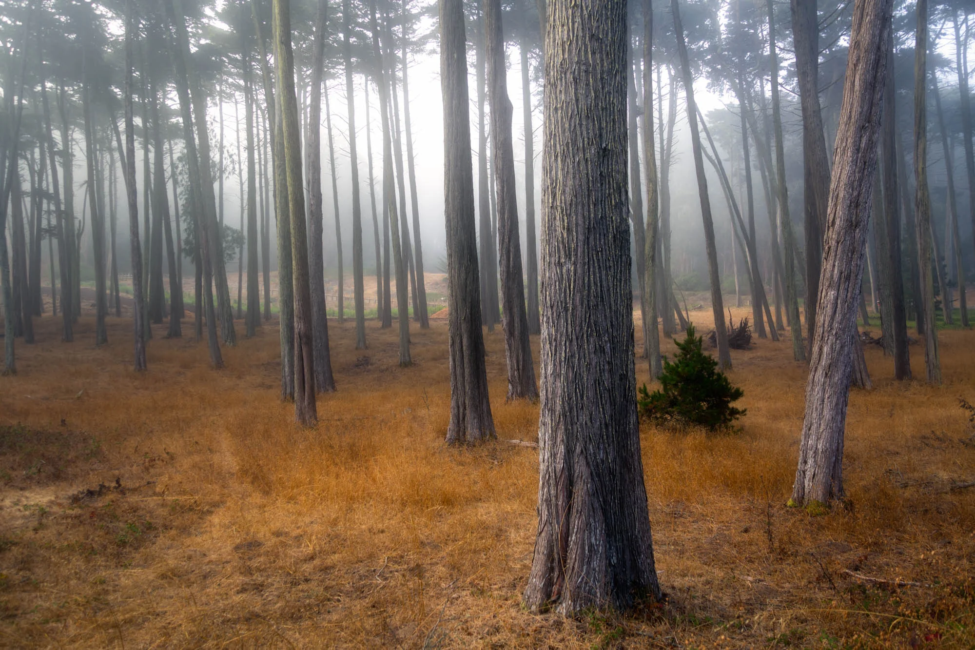 Trees of the Presidio