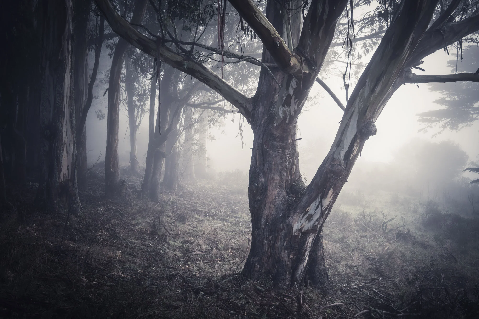 Eucalyptus Fog