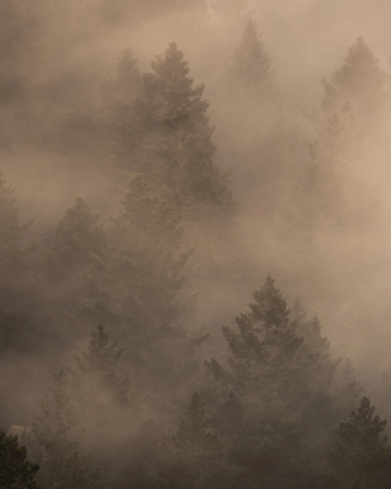 Trees in the Mist