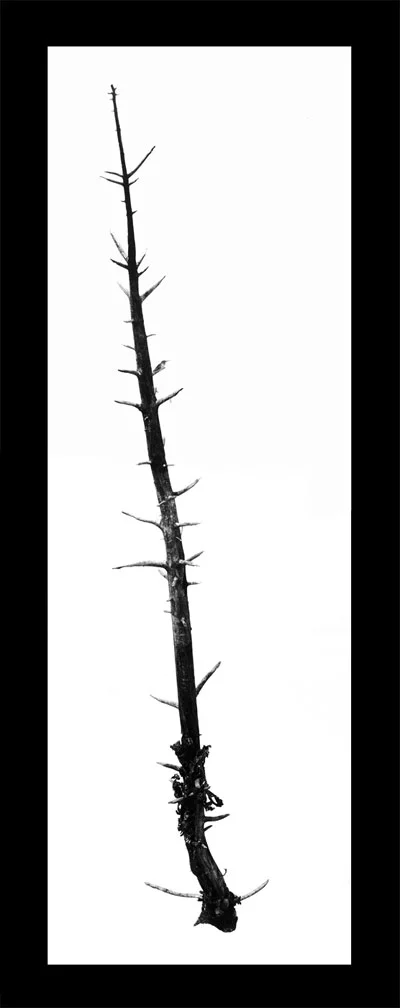Apex (sold)