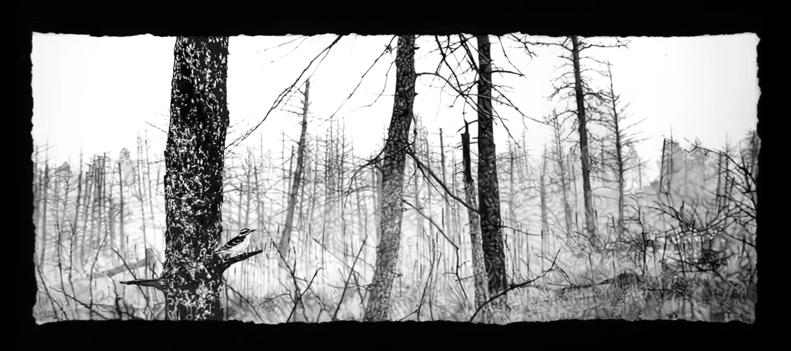 Anna_Kaye_Picoides-villosus.jpg