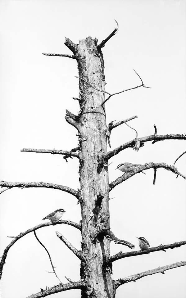 Bleached_Pine.jpg