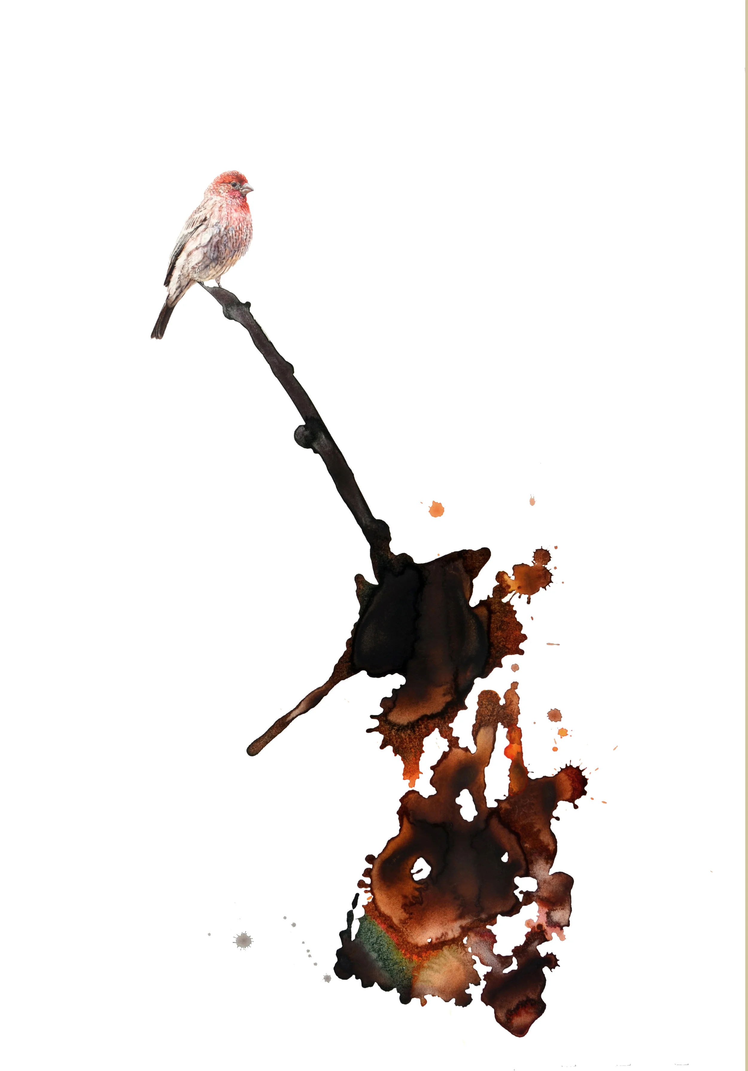 HouseFinch.jpg