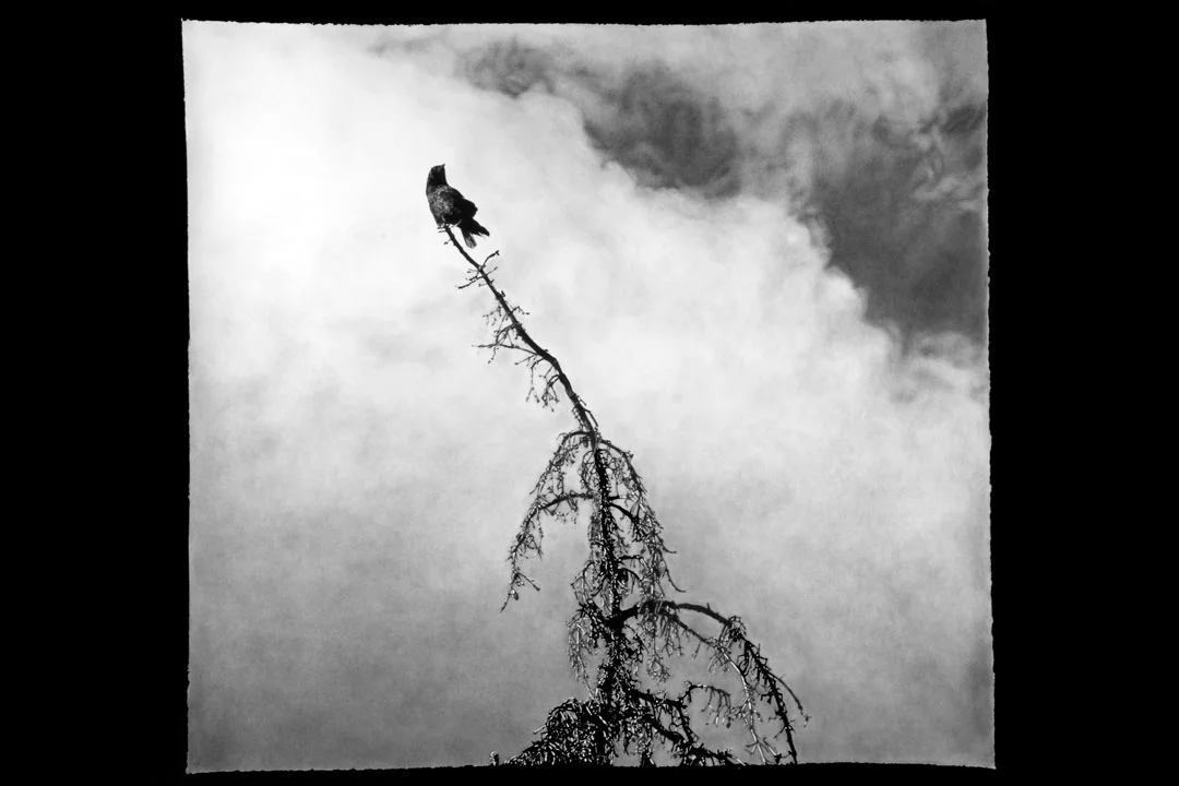 RavenCharcoal50x54_lg.jpg