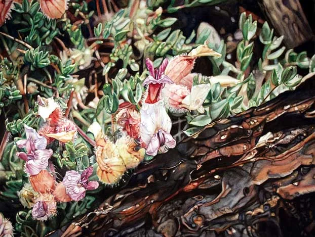 vetch15-5x11-5watercolor2009_lg.jpg
