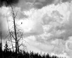 Charcoal drawing by Anna Kaye "Inhabit"
