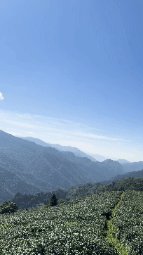 alishan_farm.gif