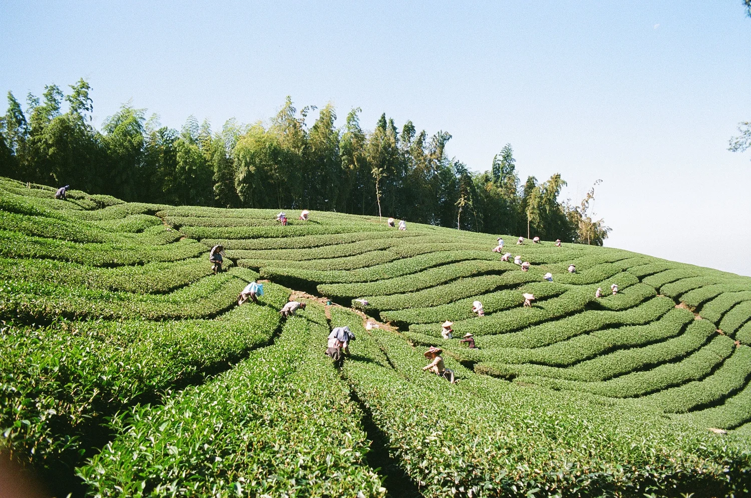 double red oolong (spring '25) — BANGtea