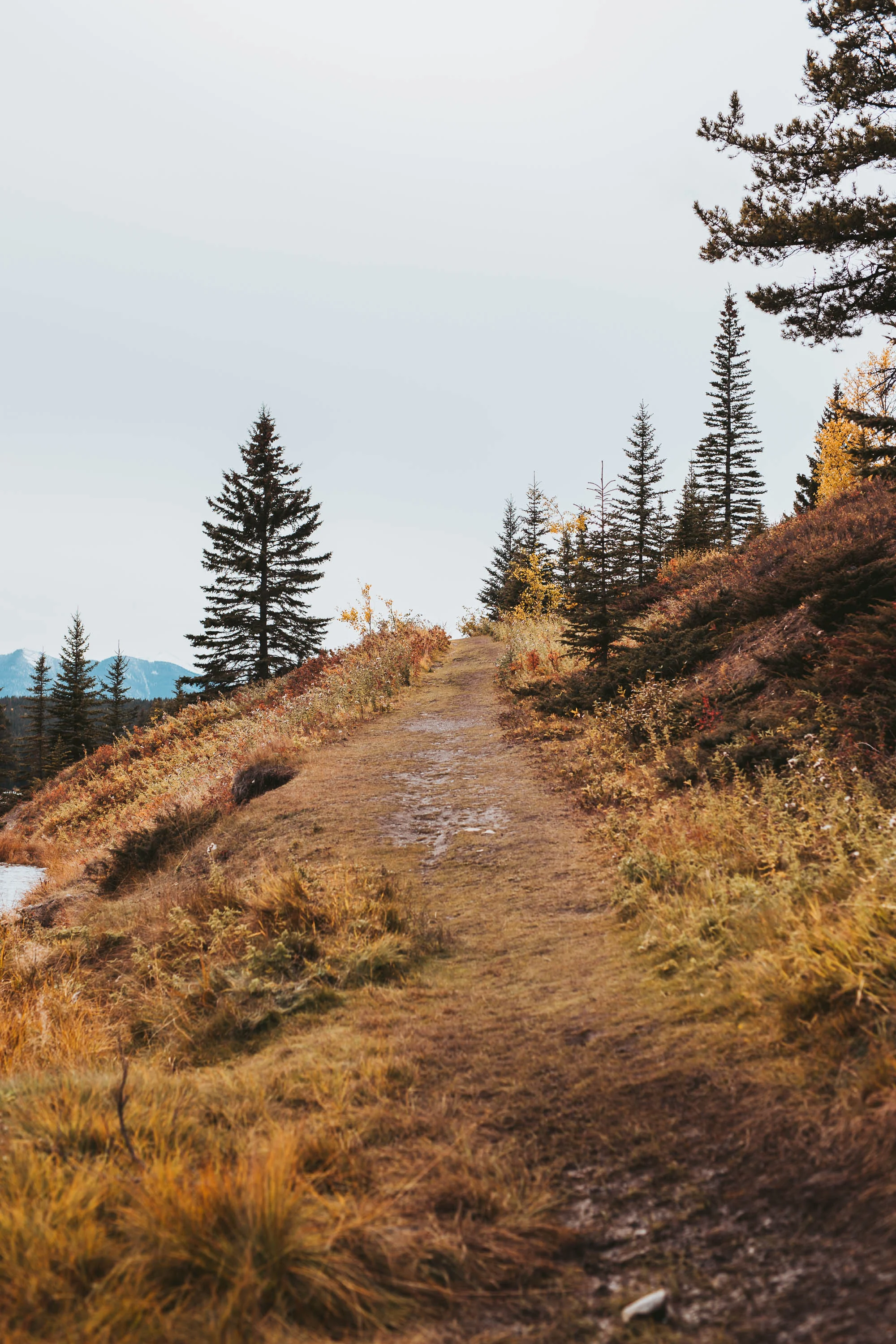 Calgary Engagement Photographer