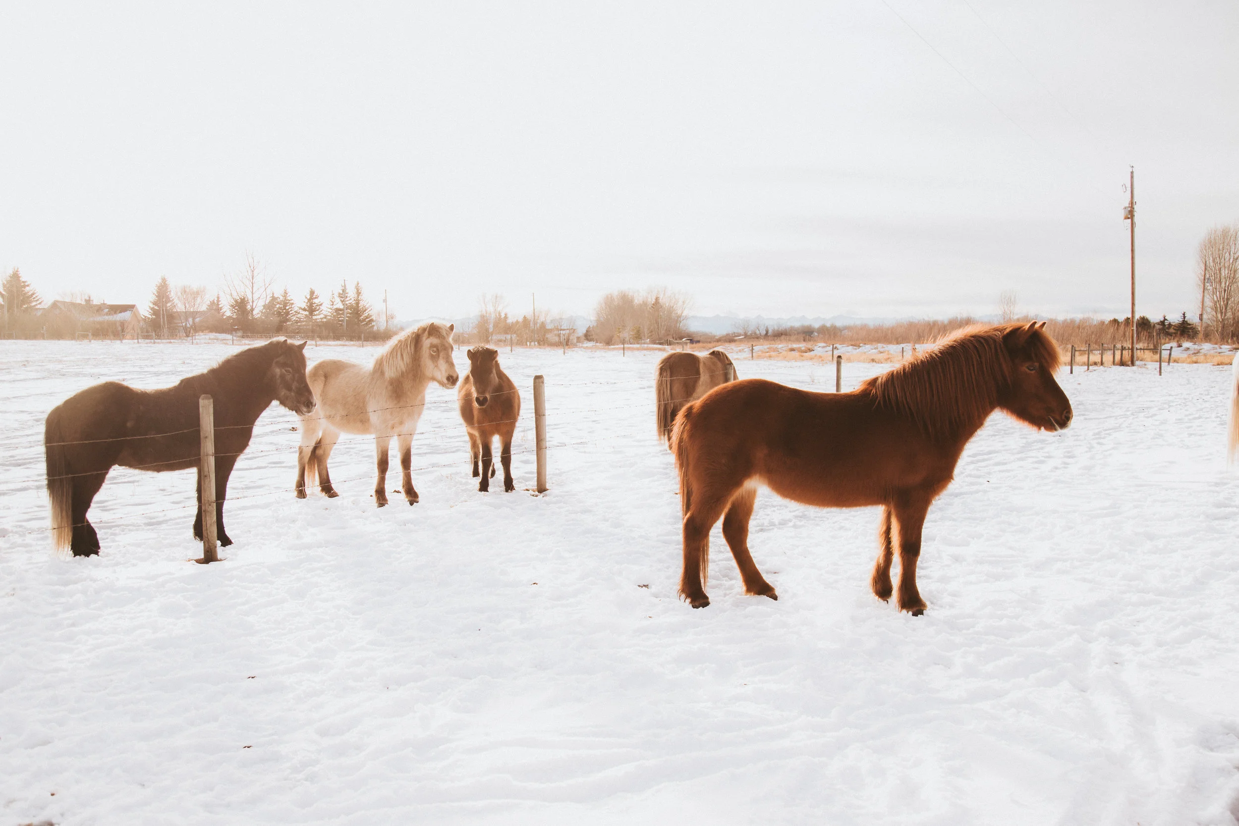 ICELANDIC_HORSES_MaxineLaGardePhotography-47.jpg