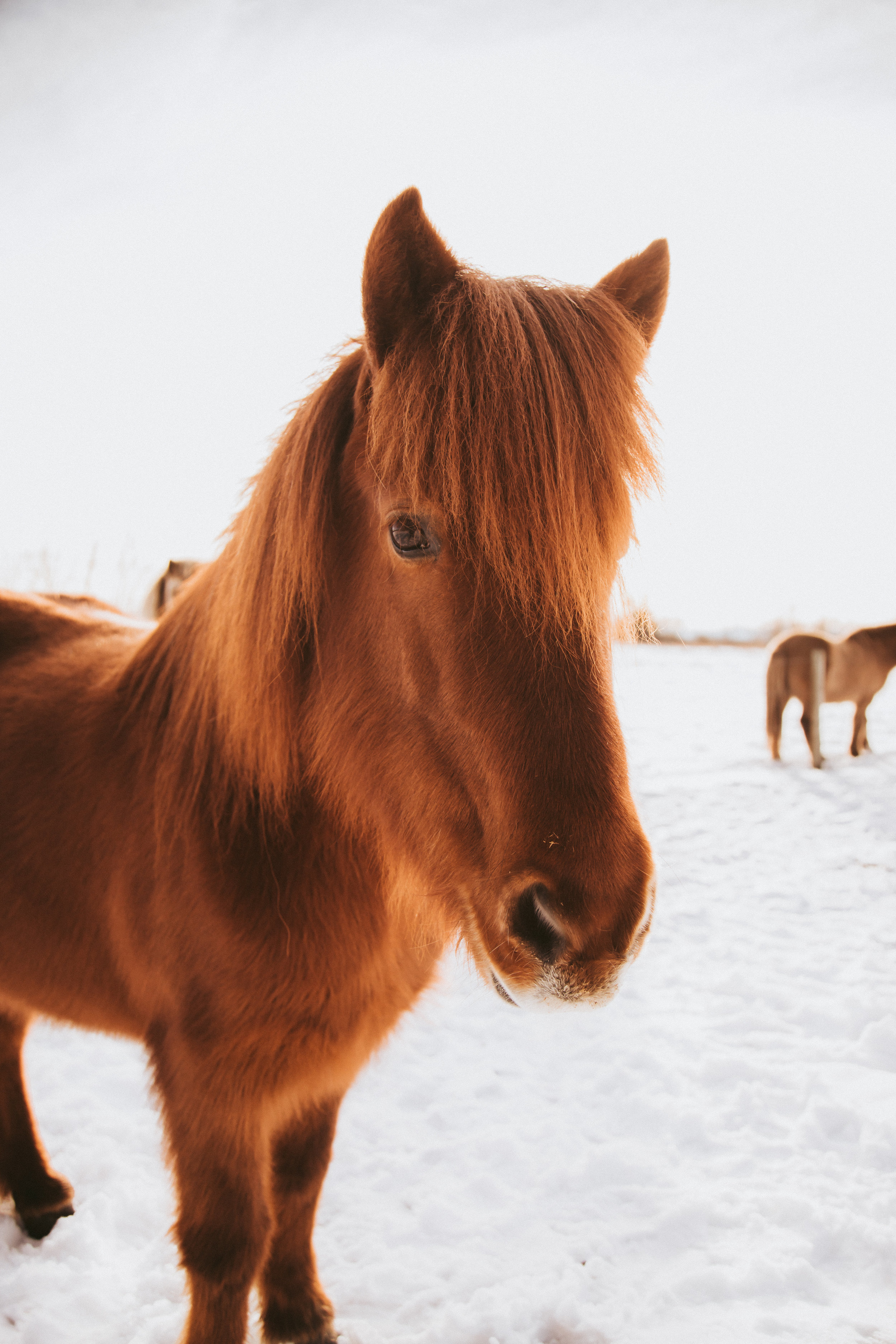 ICELANDIC_HORSES_MaxineLaGardePhotography-51.jpg