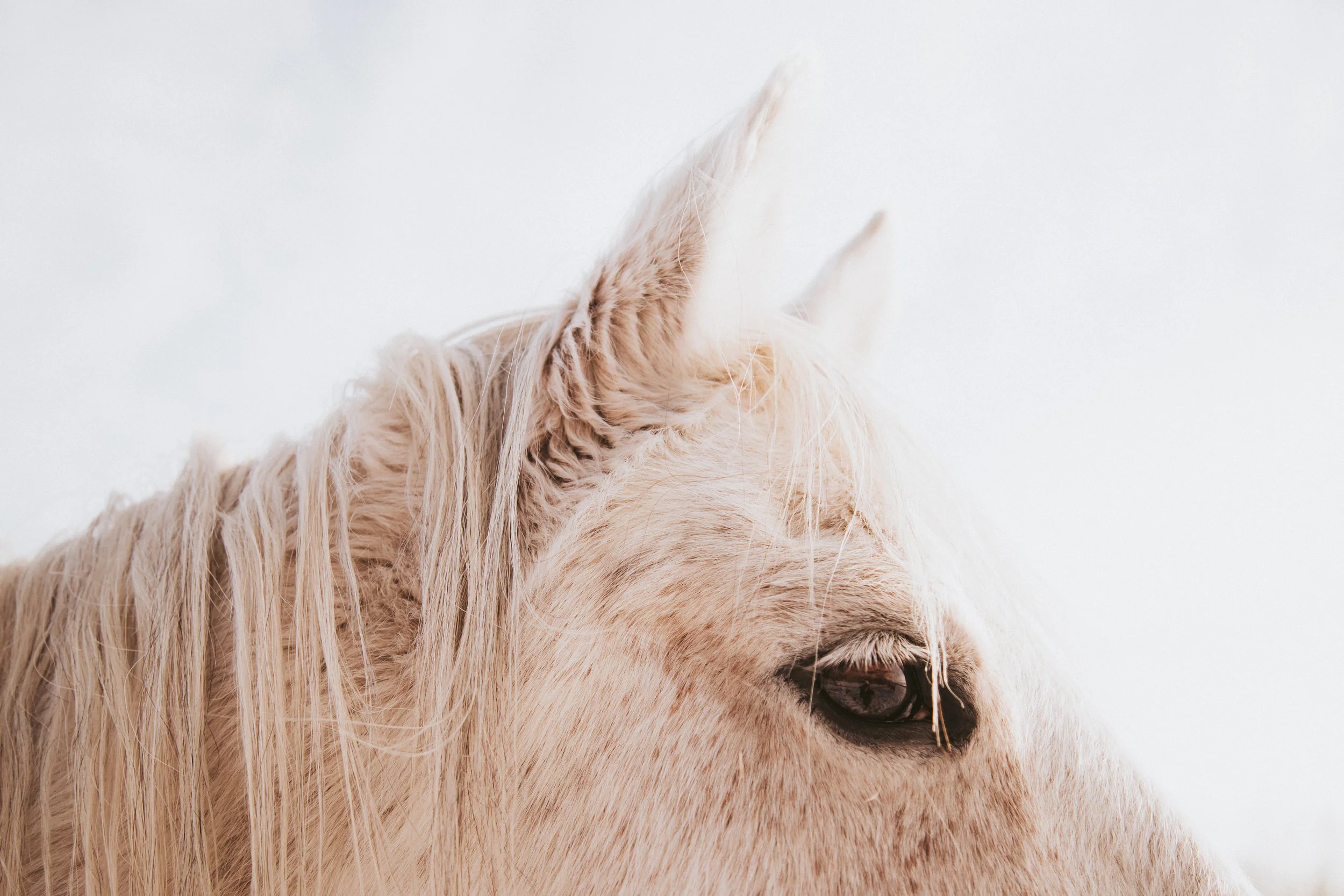 ICELANDIC_HORSES_MaxineLaGardePhotography-65.jpg
