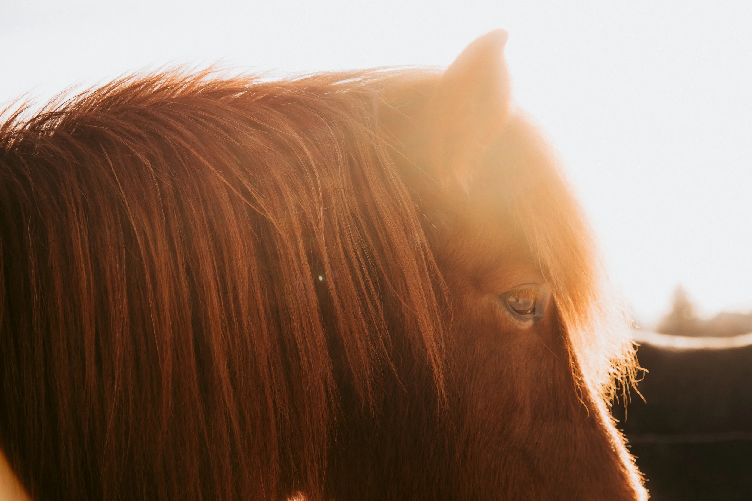 ICELANDIC_HORSES_MaxineLaGardePhotography-10.jpg