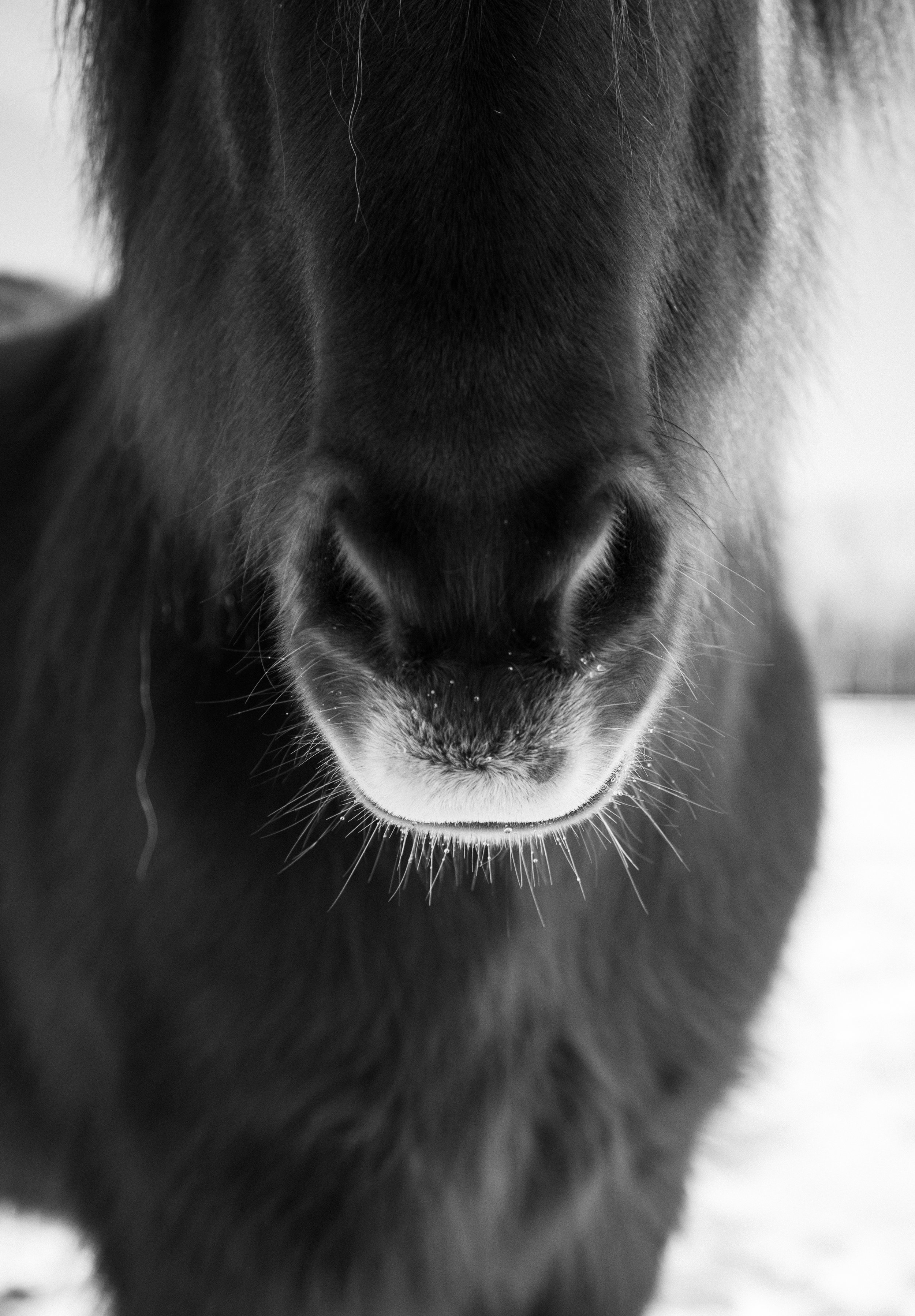 ICELANDIC_HORSES_BW_MaxineLaGardePhotography-2.jpg
