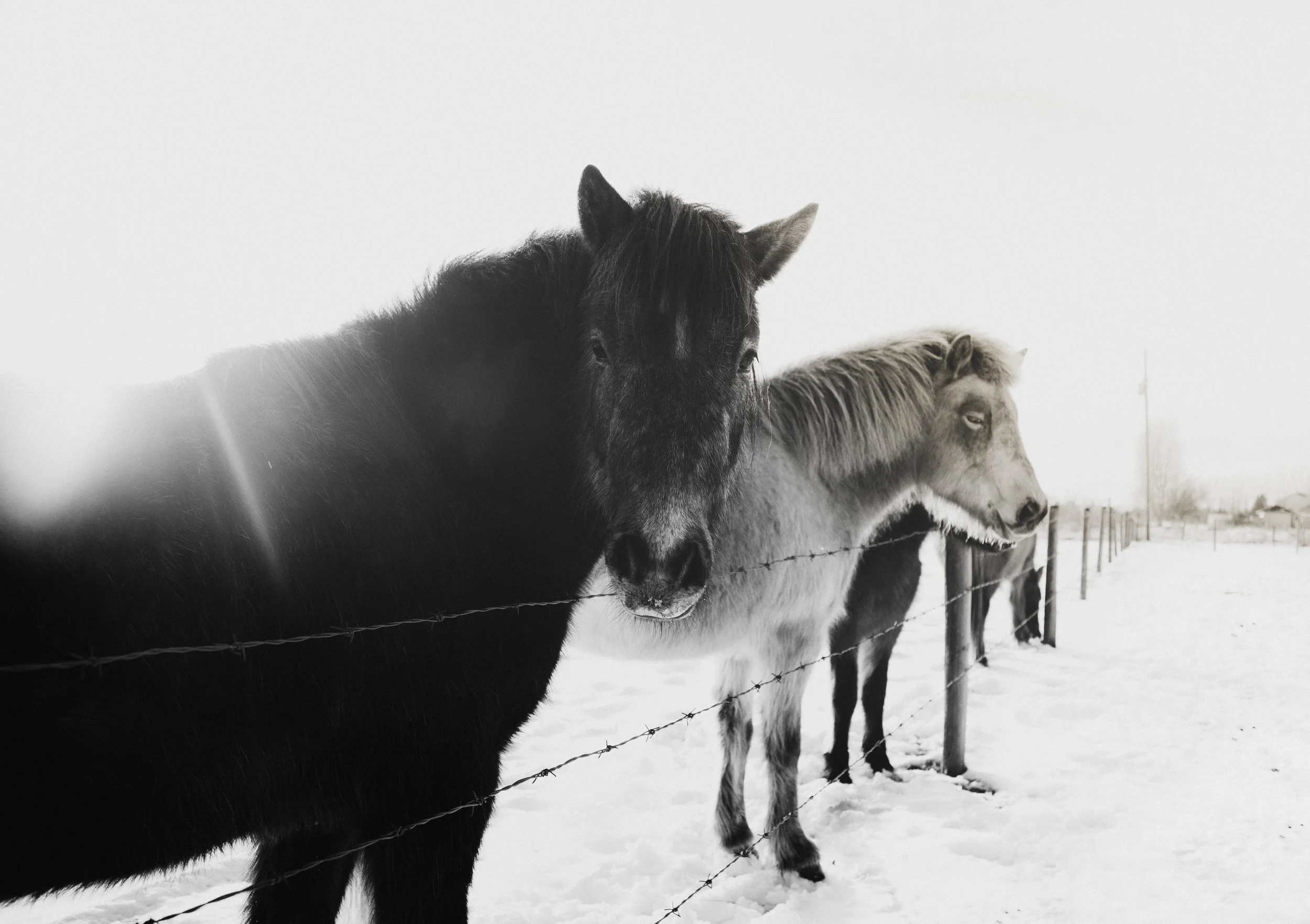 ICELANDIC_HORSES_BW_MaxineLaGardePhotography-9.jpg