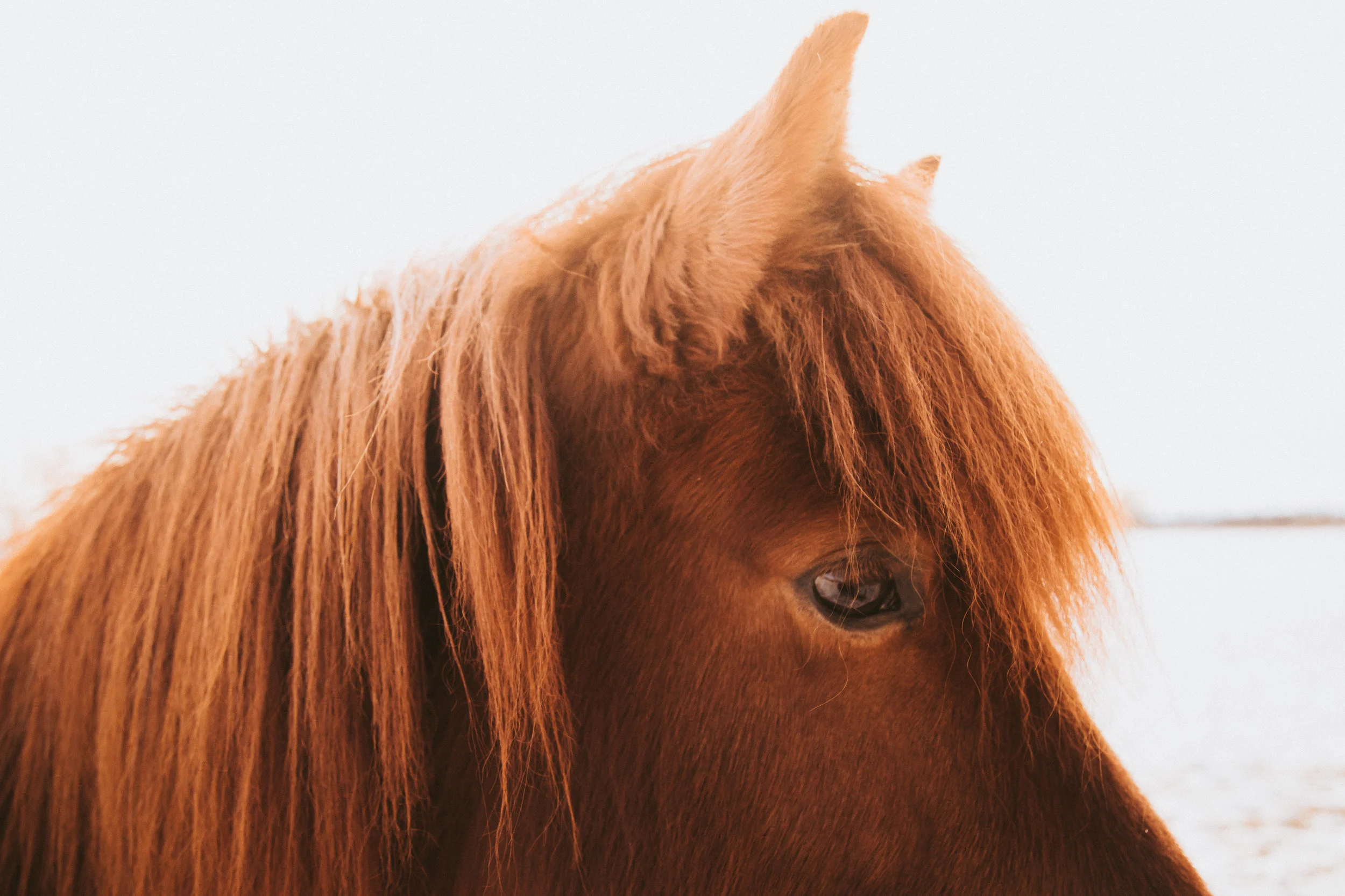 ICELANDIC_HORSES_MaxineLaGardePhotography-75.jpg