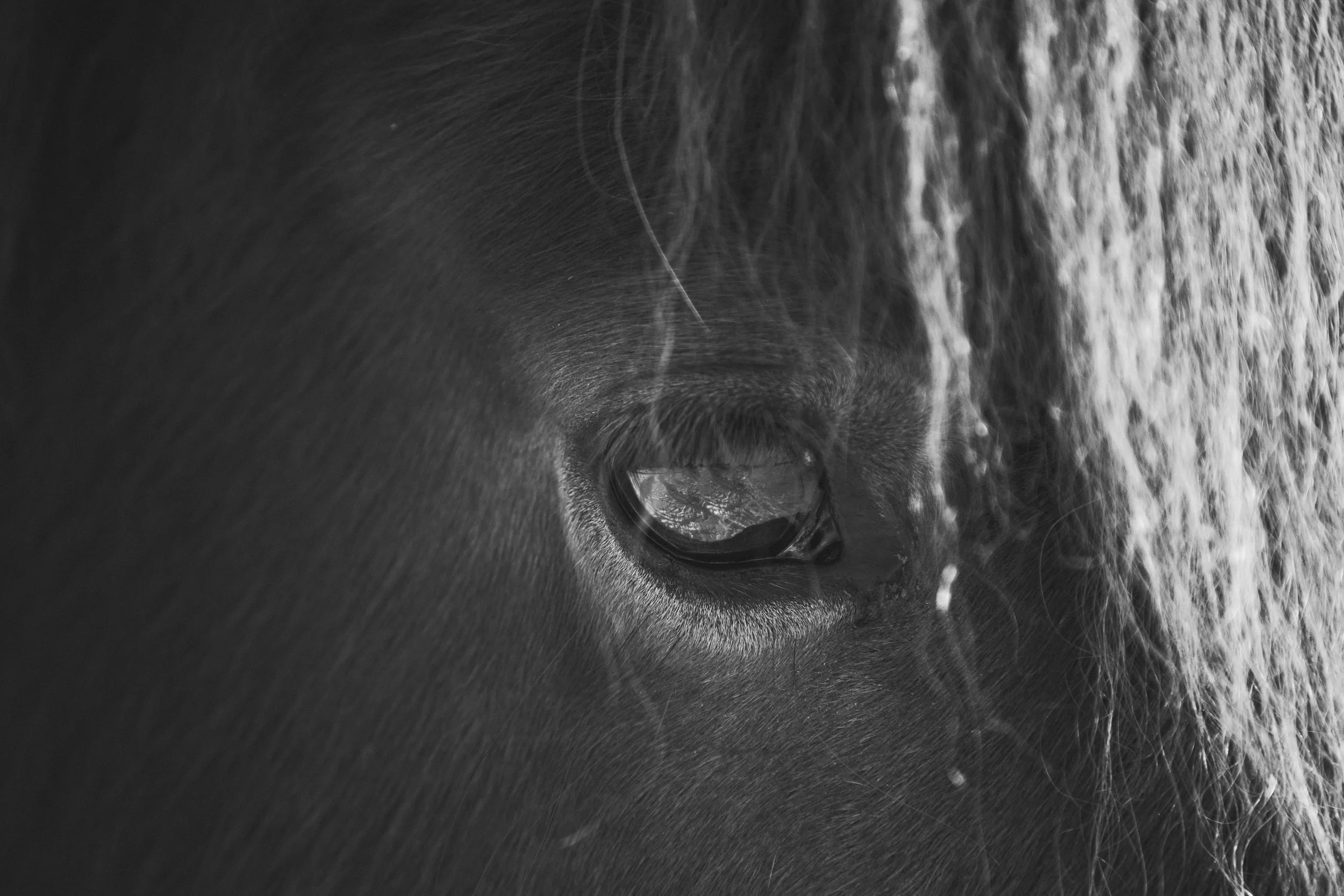 ICELANDIC_HORSES_BW_MaxineLaGardePhotography-11.jpg