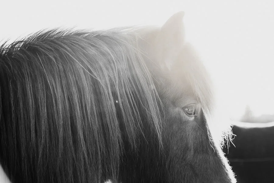 Print 2 Icelandic Horses