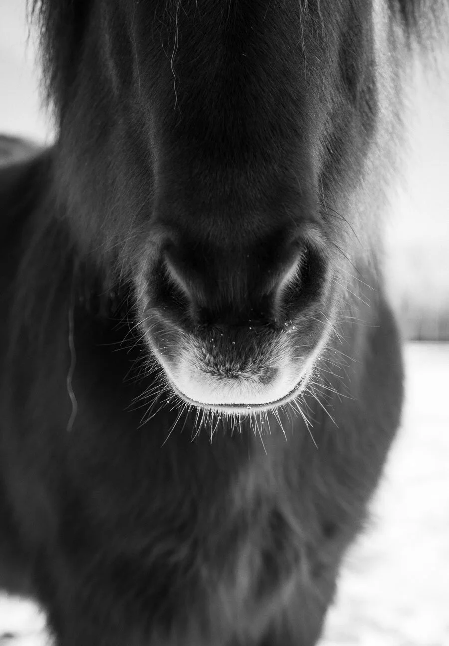 Print 1 - Icelandic Horses