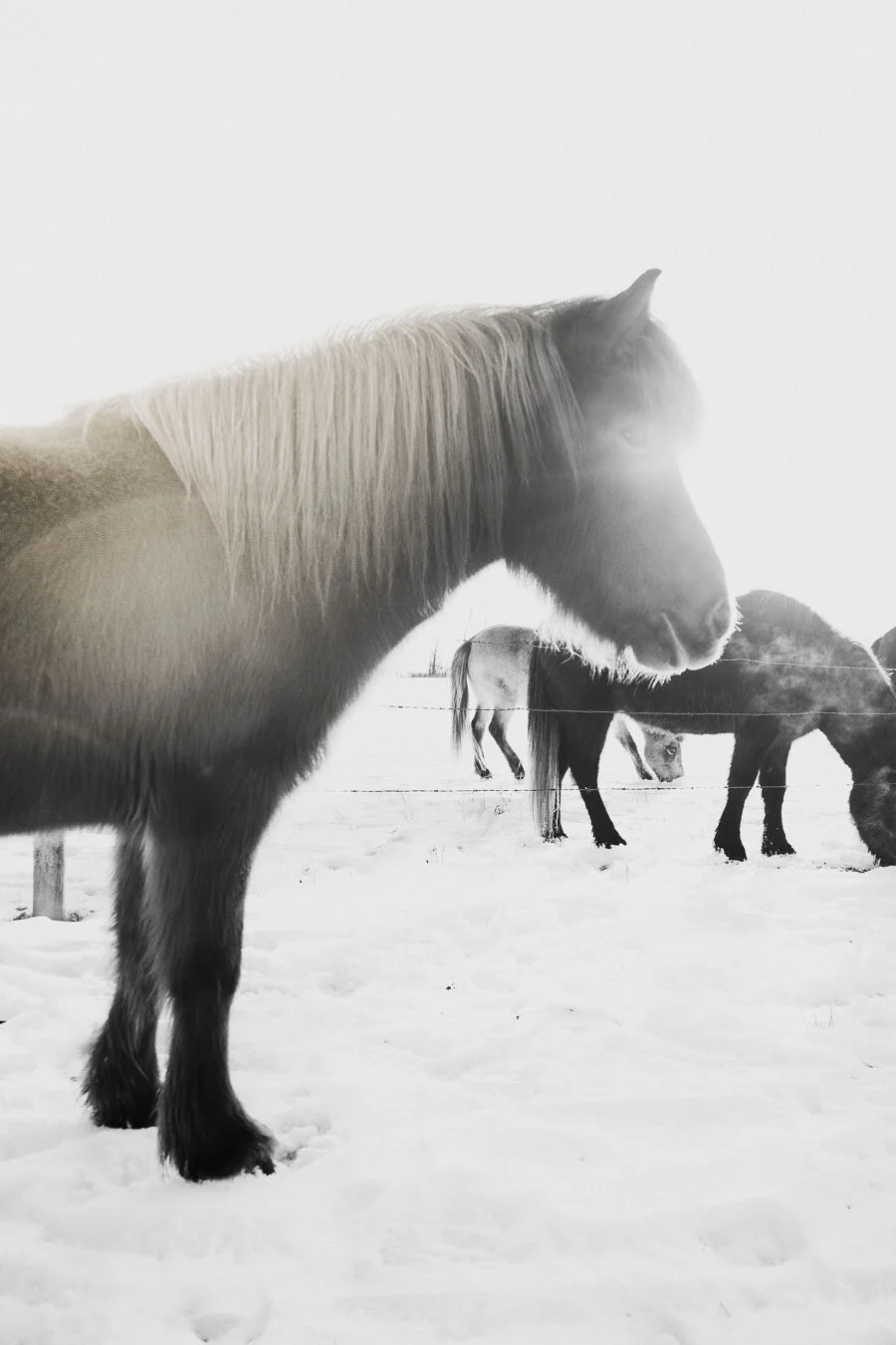 Print 3- Icelandic Horses