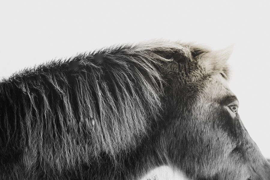 Print 4 -Icelandic Horses