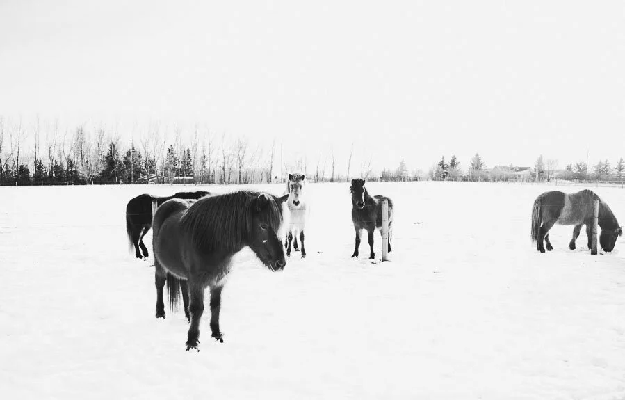 Print 5- Icelandic Horses