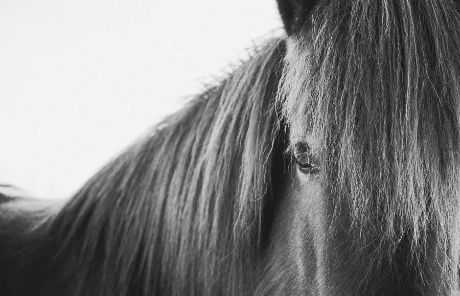 Print 6 - Icelandic Horses